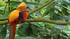 Birds pheasant golden pheasant