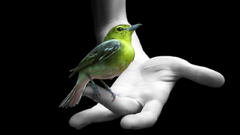 Birds Photo manipulation