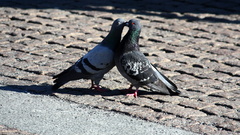 Birds Pigeons