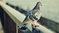Birds Pigeons