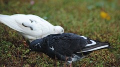 Birds Pigeons