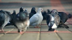 Birds Pigeons