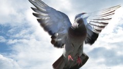 Birds Pigeons