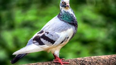 Birds Pigeons