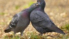 Birds Pigeons affection