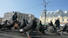 Birds Pigeons architecture