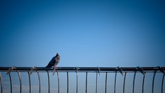 Birds Pigeons blue skies