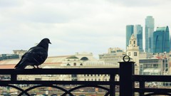 Birds Pigeons cityscapes