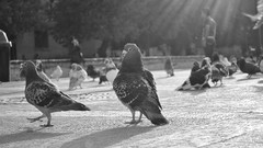 Birds Pigeons doves grayscale