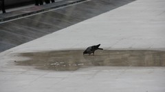 Birds Pigeons grayscale