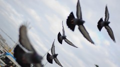 Birds Pigeons Istanbul