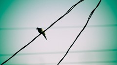 Birds Pigeons power lines