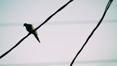 Birds Pigeons power lines