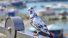 Birds Pigeons railing bokeh depth of field