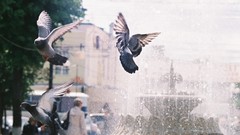 Birds Pigeons Russia Fountains cities Kaluga