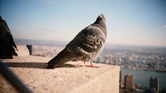 Birds Pigeons urban cities cityscapes