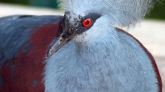 Birds Pigeons Victoria Crowned Pigeon