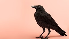 Birds pink background