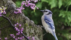 Birds pink flowers blue jay north carolina