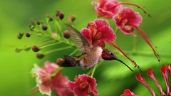 Birds pink flowers hummingbirds