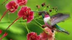 Birds pink flowers hummingbirds iridescence