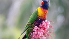 Birds pink flowers national geographic rainbow lorikeet