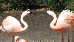 Birds Plants flamingos