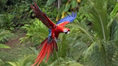 Birds Plants Parrots flying Scarlet Macaws