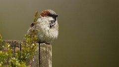 Birds Plants sparrow