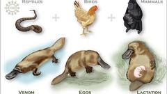 Birds platypus Reptiles gorillas