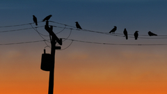 Birds power lines