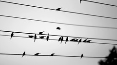 Birds power lines grayscale