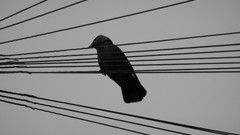 Birds power lines grayscale carlisle