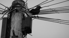 Birds power lines grayscale carlisle