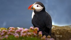 Birds puffin