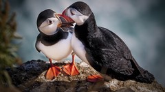 Birds puffin