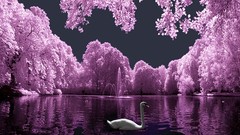 Birds purple colored Swans