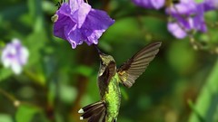 Birds purple flowers hummingbirds