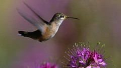Birds purple flowers hummingbirds