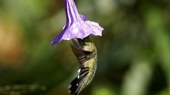 Birds purple flowers hummingbirds