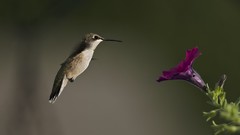 Birds purple flowers hummingbirds