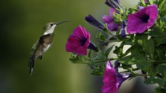 Birds purple flowers hummingbirds