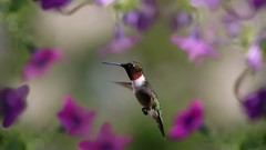 Birds purple flowers hummingbirds