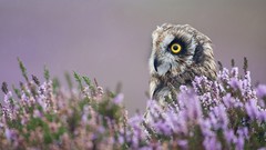 Birds purple flowers yellow eyes Owls depth of field