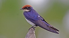 Birds purple swallow