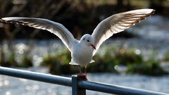 Birds railing bokeh seagulls