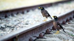 Birds railroad tracks