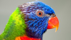 Birds rainbow lorikeet
