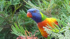 Birds rainbow lorikeet