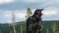 Birds Ravens
